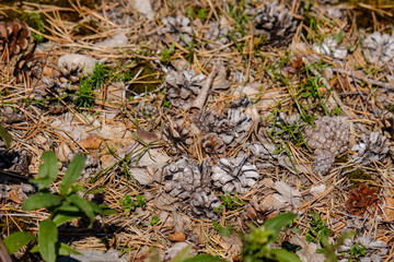 irregular dry plants on rock covered beach on the island