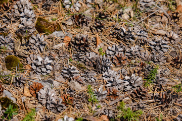 irregular dry plants on rock covered beach on the island