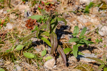 irregular dry plants on rock covered beach on the island