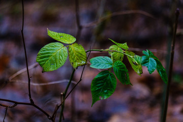 wet damp forest in autumn