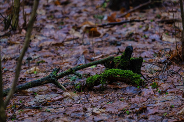 wet damp forest in autumn