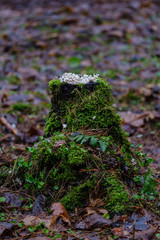 wet damp forest in autumn
