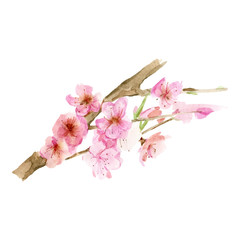 Cute hand drawn watercolor sakura flowers on branch. Beautiful blooming floral Japanese cherry vector illustration isolated on white background. 