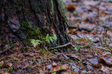 wet damp forest in autumn