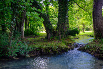 Water stream in the sunny forest.