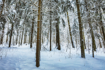 Fototapeta premium Snow covered winter forest landscape.
