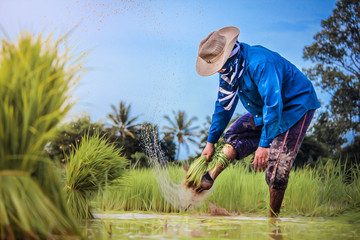 farmer in wheat field