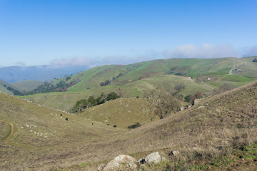 Fototapeta na wymiar Cows grazing on the hills of Sierra Vista Open Space Preserve, south San Francisco bay, California