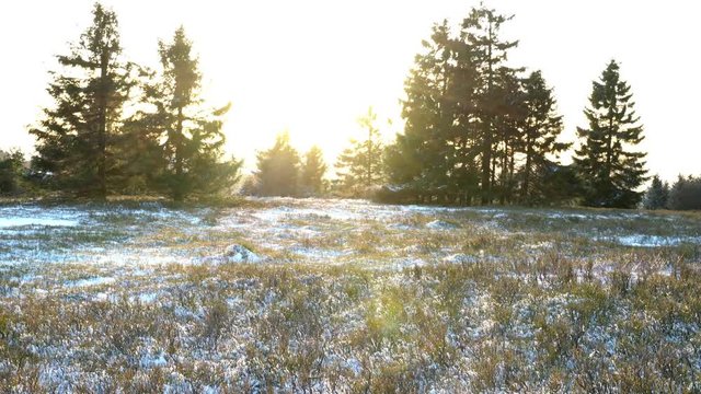 An einem sonnigen Wintertag liegt Schnee auf dem Heidekraut. Die Sonne bildet Lens Flares. Die Fichten wiegen sich im Wind. Romantische Landschaftsaufnahme.
