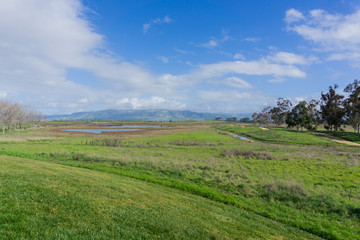Fototapeta na wymiar Meadow in Sunnyvale Baylands Park; view towards Mission Peak, south San Francisco bay, California