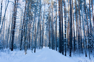 road in winter forest