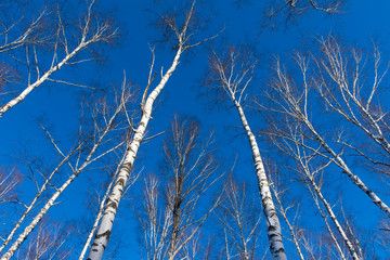 the tops of birch trees in winter forest
