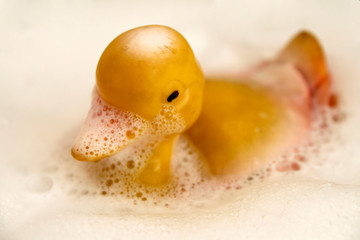 rubber duck