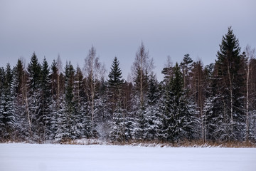 winter forest in snow storm