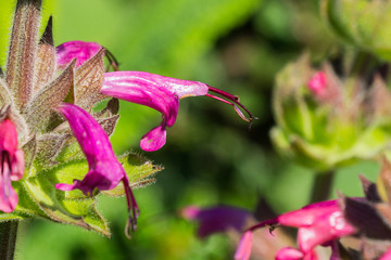 Hummingbird sage (Salvia spathacea) flowers, California