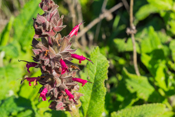 Hummingbird sage (Salvia spathacea) flowers, California