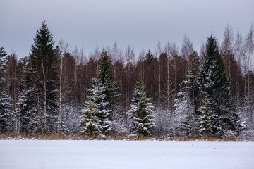 winter forest in snow storm