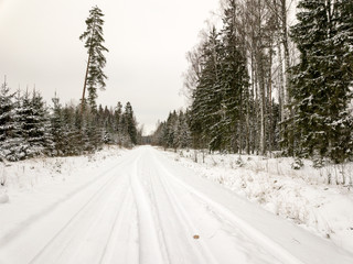 Fototapeta premium snowy trees in forest seen from above