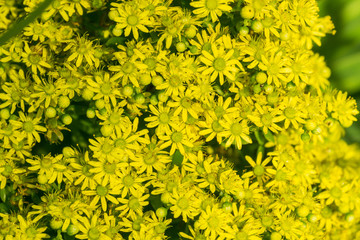 Yellow Flower Cluster on a Aeonium arboreum succulent, California