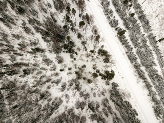 snowy trees in forest seen from above