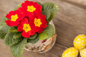 Primula flower and easter eggs