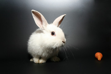white pet rabbit