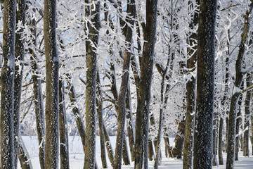 Fototapeta premium Winter forest in sunny day