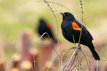 Fototapeta premium Red-winged Blackbird