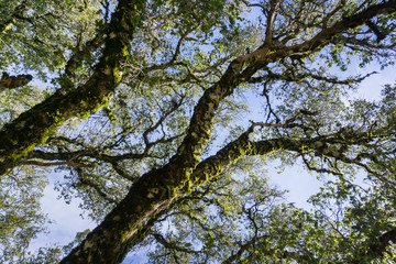 Fototapeta premium Live oak branches covered in moss, California
