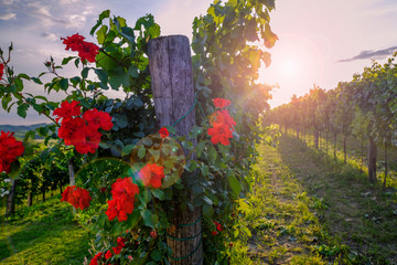 Red roses and vineyard in Vipava valley, Slovenia.
