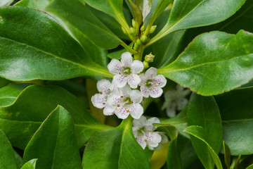 Myoporum laetum; Ngaio Tree native to New Zealand and considered invasive in California