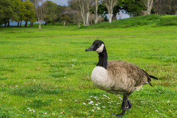Canada goose on a park meadow, Shoreline Park, Mountain View, California