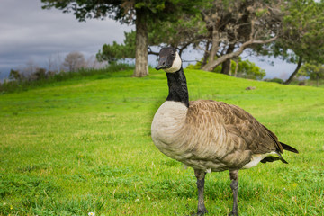 Canada goose on a park meadow, California