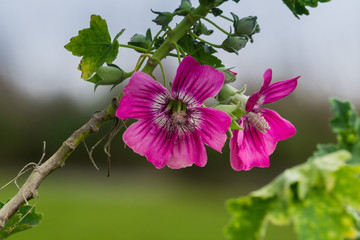 Close up of Island Tree Mallow (Malva assurgentiflora), California