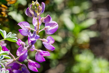 Fototapeta premium Close up of Lupine flowers (Lupinus microcarpus or valley lupine), California