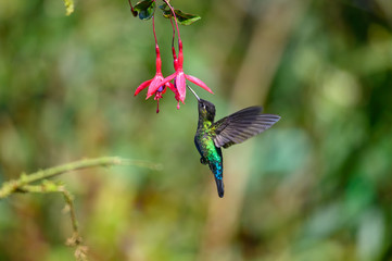 Fototapeta premium Blue hummingbird Violet Sabrewing flying next to beautiful red flower. Tinny bird fly in jungle. Wildlife in tropic Costa Rica. Two bird sucking nectar from bloom in the forest. Bird behaviour