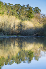 Forest reflected in a calm pond, San Francisco bay area, California
