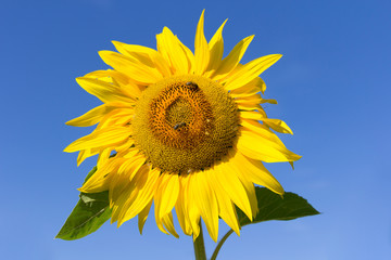 Field of blossoming sunflowers against the blue sky