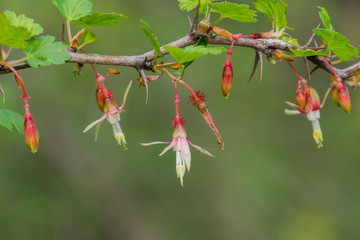 Hillside Gooseberry (Ribes californicum), California
