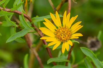 Marsh Gumplant (Grindelia stricta) flowering, California