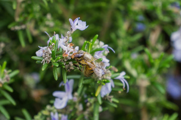 Honey bee pollinating a rosemary flower, California