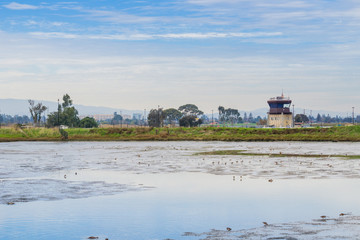 Marsh in baylands park, airport control tower in the background, Palo Alto, San Francisco bay area,...