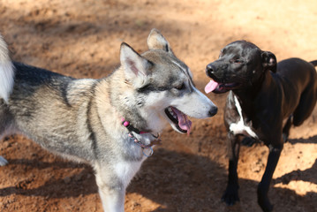 Husky playing in dog park