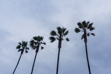 Four palm trees on an overcast sky background, California