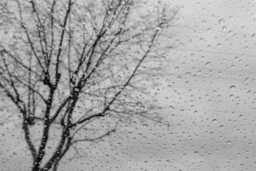 Drops of rain on the window; blurred tree in the background; shallow depth of field; black and white
