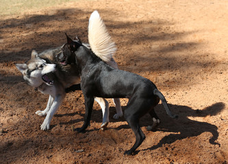 Husky playing in dog park