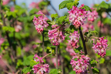 Pink flowering currant (Ribes sanguineum glutinosum), California