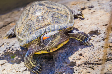 Close up of Red-eared Slider (Trachemys scripta elegans) turtle sunbathing, California