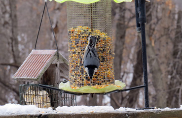 Nuthatch on Feeder