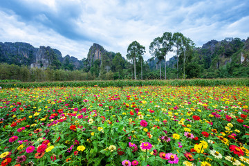 Common Zinnia (elegant zinnia) beautifully in the garden with mountains in Noen Maprang Phitsaunlok, Thailand.